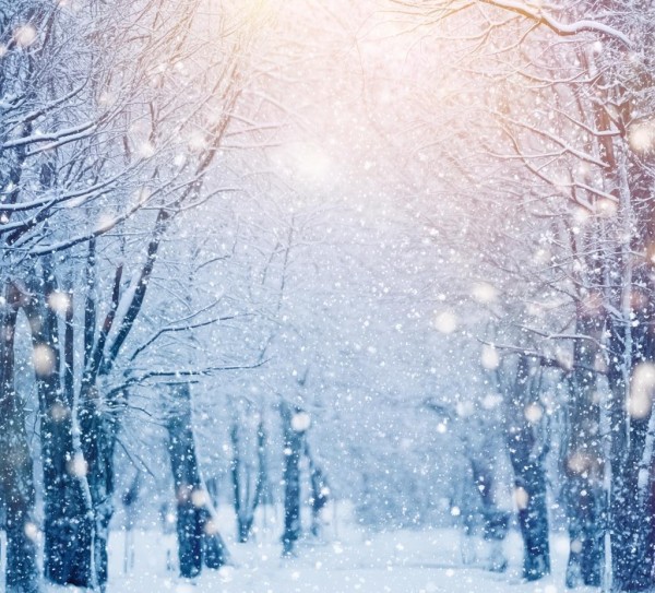 冬日雪舞寒林画卷,雪舞寒林，一幅静谧的冬日画卷,画卷,第1张